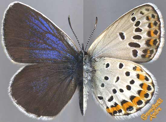 http://www.gorodinski.ru/lycaenidae/Plebejus subsolanus barabash.jpg